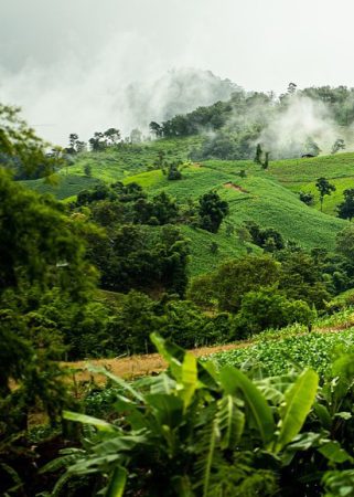 forest-5524525_960_720 forest-5524525_960_720